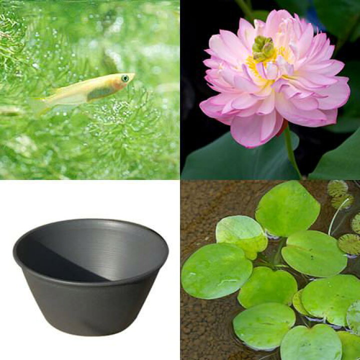 楽天市場 ビオトープ めだか はじめてのハス栽培セット 杏花春雨 ライズ セサミグレー ヒメダカ 浮き草他 説明書付 本州四国限定 Charm 楽天市場店 楽天市場 ビオトープ めだか はじめてのハス栽培セット 杏花春雨 ライズ セサミグレー ヒメダカ 浮き草他 説明書付 本州四国限定 Charm 楽天市場店