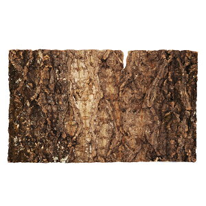 RN@60cmp@1@obNpl@roE@֓