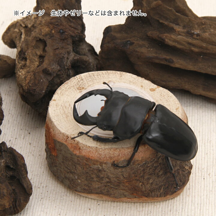 木製ゼリー皿 ワイド18g 1個用 関東当日便 charm 3個 皿木 えさ皿 エサ皿 カブトムシ クワガタ ゼリー用 ⑬