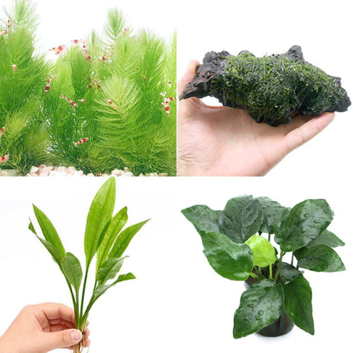 楽天市場 水草 メダカ用水草セット ４種 １パック 水中葉 めだか Charm 楽天市場店