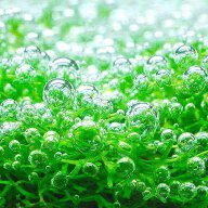 （水草）ドワーフリシア（水中葉）（無農薬）（3パック分）