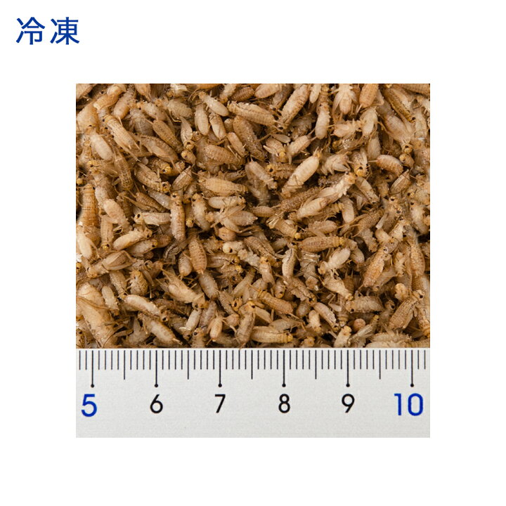 楽天市場 冷凍 ハウスクリケット ２令 ５ｇ 月夜野ファーム 別途クール手数料 常温商品同梱不可 Charm 楽天市場店