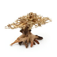 カミハタ　水景BONSAI　榕樹（ガジュマル）　Sサイズ　流木　活着　レイアウト　水草　アクアリウム　水…
