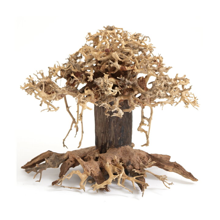 楽天市場】カミハタ 水景BONSAI 榕樹（ガジュマル） Lサイズ 