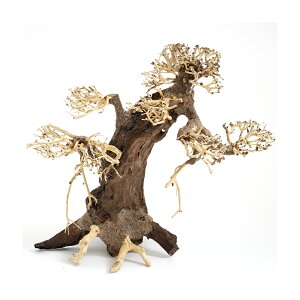 カミハタ 水景BONSAI 菩提樹(ボダイジュ) Lサイズ 流木 活着 レイアウト 水草 アクアリウム 水槽 関東当日便