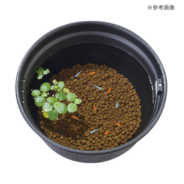 楽天市場 gex メダカ水景赤玉土2 5l 関東当日便 Charm 楽天市場店 楽天市場 gex メダカ水景赤玉土2 5l 関東当日便 Charm 楽天市場店