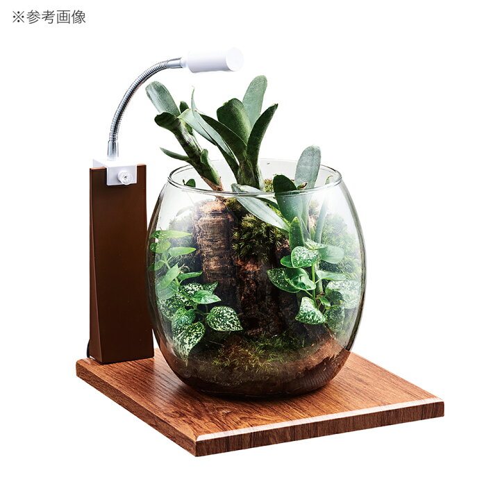 楽天市場】GEX グラスベース メープル200 関東当日便 : charm 楽天市場店 楽天市場】GEX グラスベース メープル200 関東当日便 : charm 楽天市場店