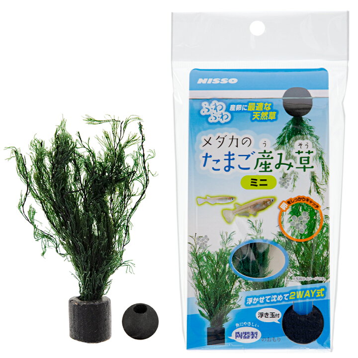 楽天市場 ニッソー メダカのたまご産み草 ミニ 関東当日便 Charm 楽天市場店