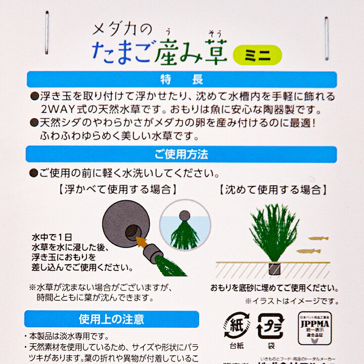 楽天市場 ニッソー メダカのたまご産み草 ミニ 関東当日便 Charm 楽天市場店 楽天市場 ニッソー メダカのたまご産み草 ミニ 関東当日便 Charm 楽天市場店