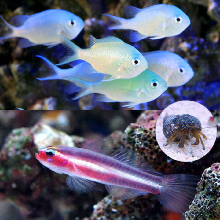 楽天市場 海水魚 ９０ｃｍ水槽立上げテストフィッシュセット １セット Charm 楽天市場店