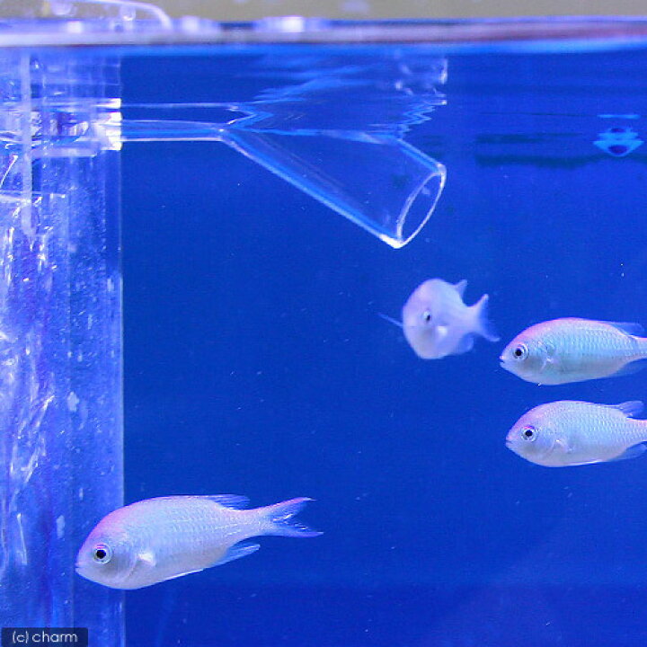 楽天市場】（海水魚）90cm水槽立上げテストフィッシュセット（1 