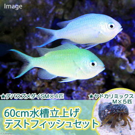 楽天市場 海水魚 水槽セットの通販