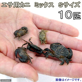 楽天市場 冷凍 エサ イカ ペット ペットグッズ の通販