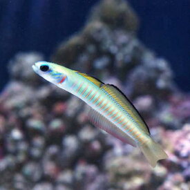 （海水魚）ゼブラハゼ（3匹）