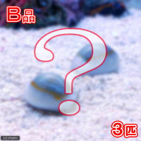 楽天市場 キイロタカラガイの通販