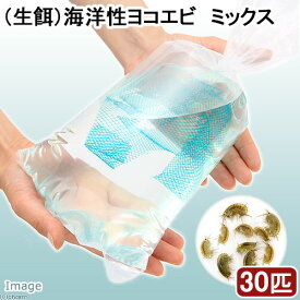 楽天市場 タツノオトシゴ 飼育の通販