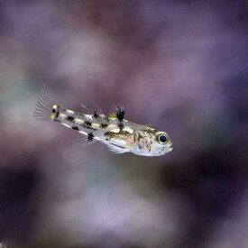 （海水魚）ゴマハゼ　ミックス（6匹）