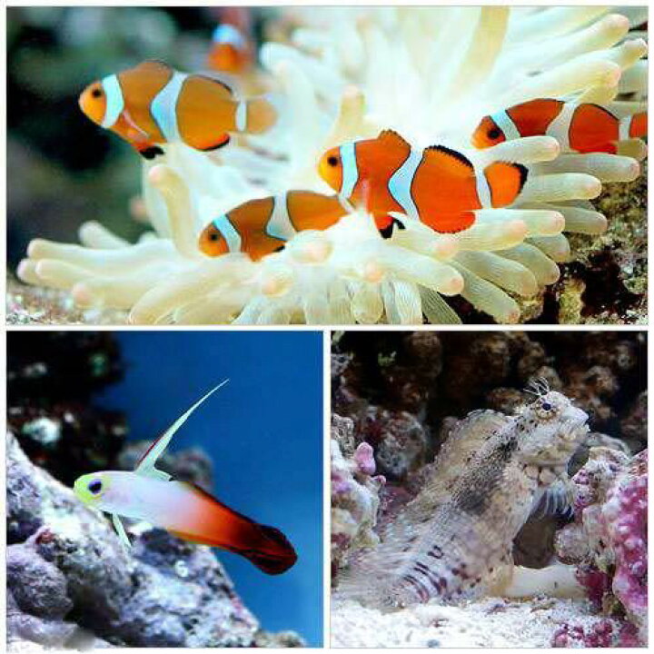 楽天市場 海水魚 カクレクマノミ ２匹 と愉快な仲間たち １セット 熱帯魚 北海道 九州航空便要保温 Charm 楽天市場店