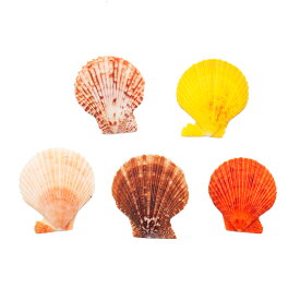 貝殻　シェルコレクション　ヒオウギガイ　おまかせカラー　Lサイズ　片面タイプ　5個　形状お任せ　関東当日便