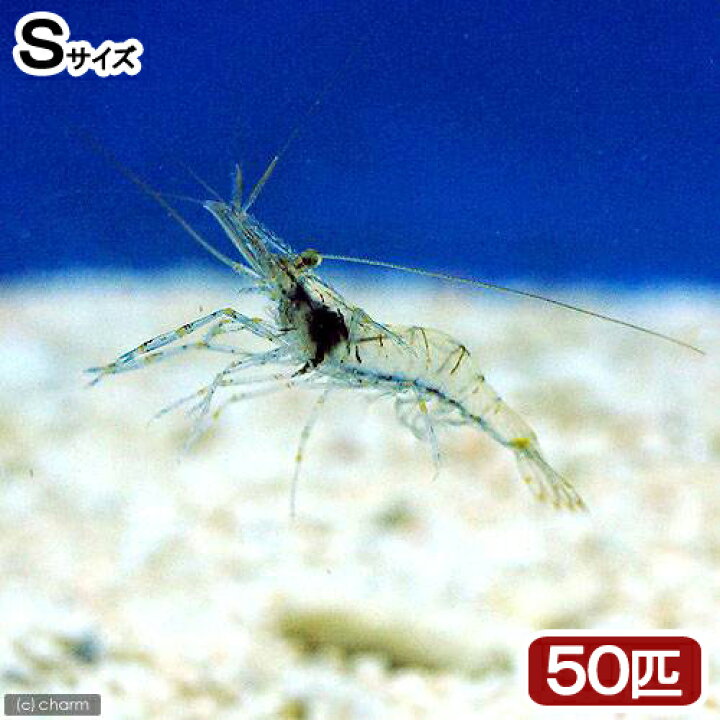楽天市場】（海水魚）生餌 エサ用エビミックス Sサイズ（50匹） 活 