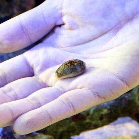 （海水魚）貝　ナツメダカラモドキ（5匹）