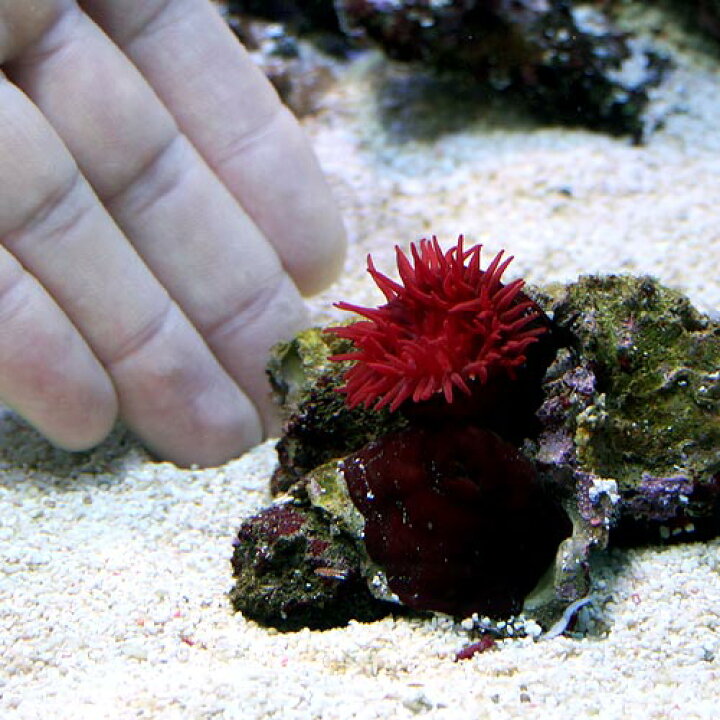 楽天市場 海水魚 ウメボシイソギンチャク ３匹 無脊椎動物 Charm 楽天市場店
