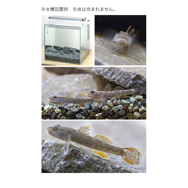 楽天市場 小型ハゼ飼育セット お一人様１点限り 沖縄別途送料 関東当日便 Charm 楽天市場店