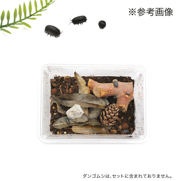 楽天市場 ダンゴムシ飼育観察セット ダンゴムシの森 用品のみ 関東当日便 Charm 楽天市場店