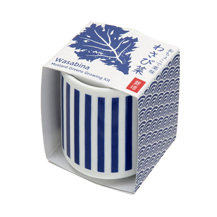 楽天市場 聖新陶芸 おちょこで薬味栽培セット わさび菜 関東当日便 Charm 楽天市場店