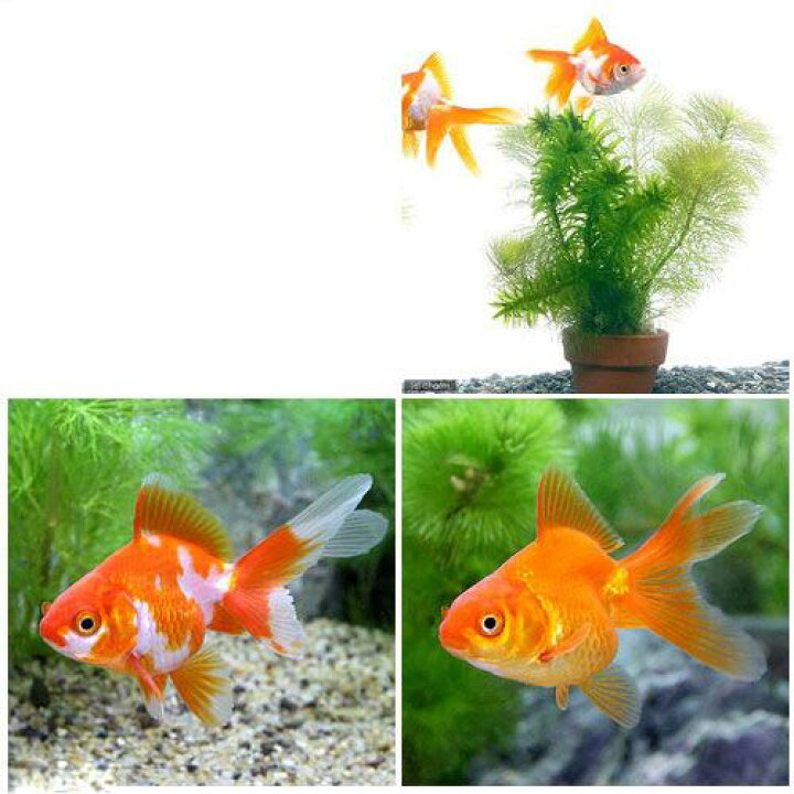 楽天市場 国産金魚 水草 おまかせメダカ 金魚藻ミニ鉢 １鉢 琉金セット 更紗琉金 琉金 各１匹 北海道航空便要保温 Charm 楽天市場店