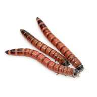 （生餌）死着保証なし　レッドワーム（300g）　活餌