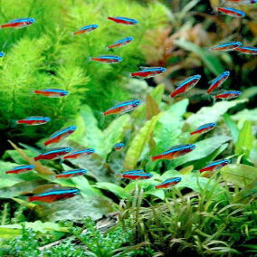 楽天市場 観賞魚 ブランド テトラ 観賞魚の生態環境 熱帯 人気ランキング1位 売れ筋商品 楽天市場 観賞魚 ブランド テトラ 観賞魚の生態環境 熱帯 人気ランキング1位 売れ筋商品