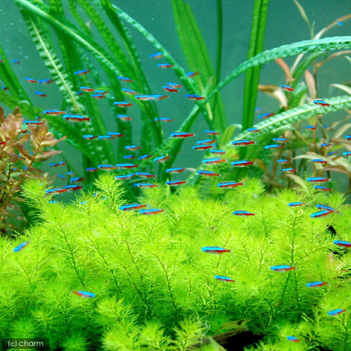 楽天市場 熱帯魚 カージナルテトラ ワイルド 20匹 北海道 九州航空便要保温 Charm 楽天市場店 楽天市場 熱帯魚 カージナルテトラ ワイルド 20匹 北海道 九州航空便要保温 Charm 楽天市場店