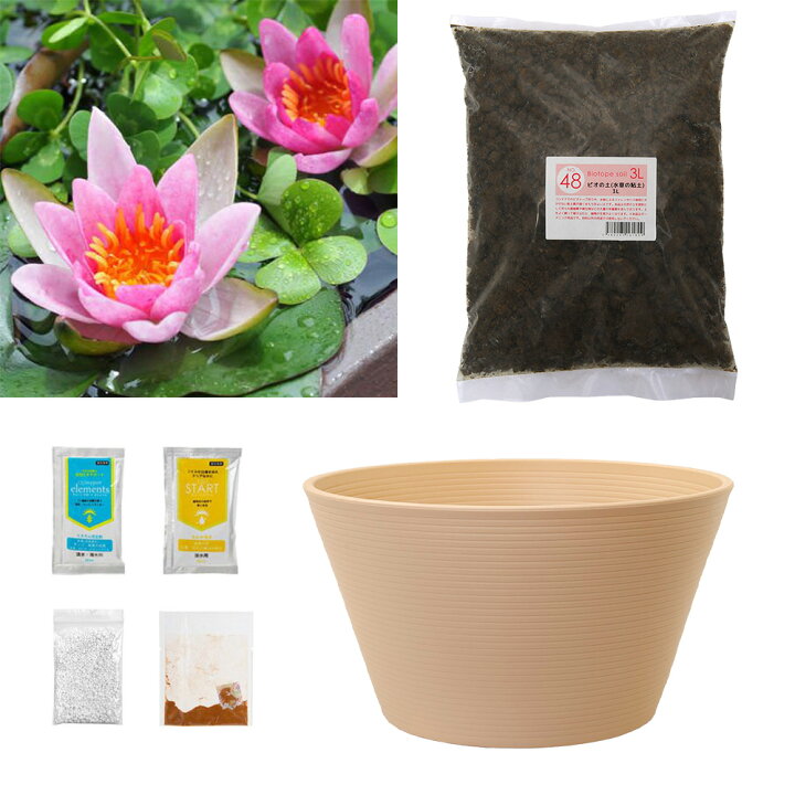 楽天市場 ビオトープ 睡蓮 姫睡蓮 ヒメスイレン 赤 1株 陶鉢 すえはち 寄型360きん茶 ビオの土 3l 固形栄養素 説明書付 沖縄不可 Charm 楽天市場店 楽天市場 ビオトープ 睡蓮 姫睡蓮 ヒメスイレン 赤 1株 陶鉢 すえはち 寄型360きん茶 ビオの土 3l 固形栄養素 説明書付 沖縄不可 Charm 楽天市場店