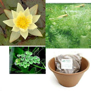 観葉植物 ヒメダカの人気商品 通販 価格比較 価格 Com 観葉植物 ヒメダカの人気商品 通販 価格比較 価格 Com