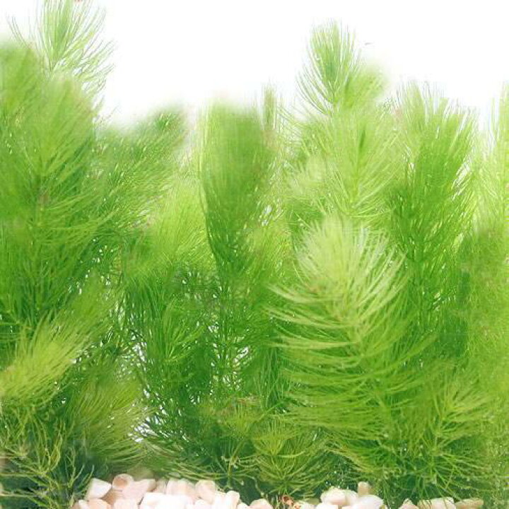 楽天市場 水草 国産 無農薬マツモ １０本 北海道航空便要保温 Charm 楽天市場店
