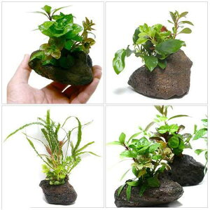 ijPlants@Arrangement@U@{TC@gjeBitji3Zbgj