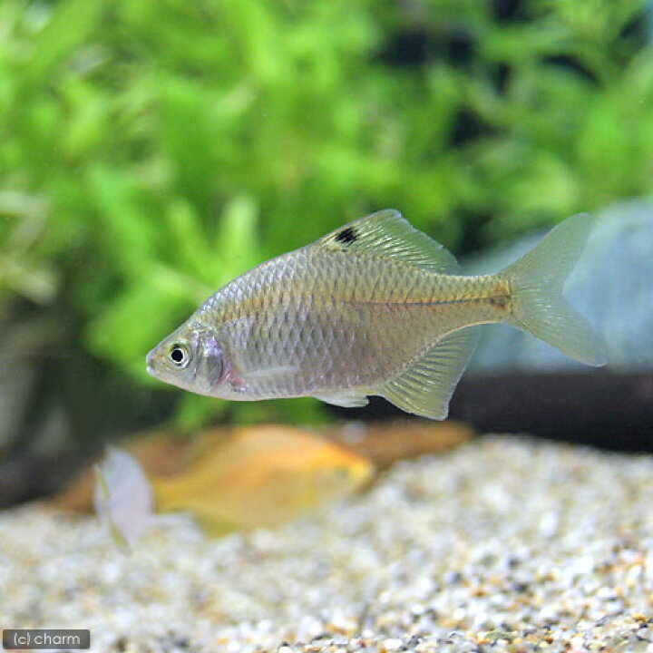 楽天市場 淡水魚 タイリクバラタナゴ ５匹 Charm 楽天市場店