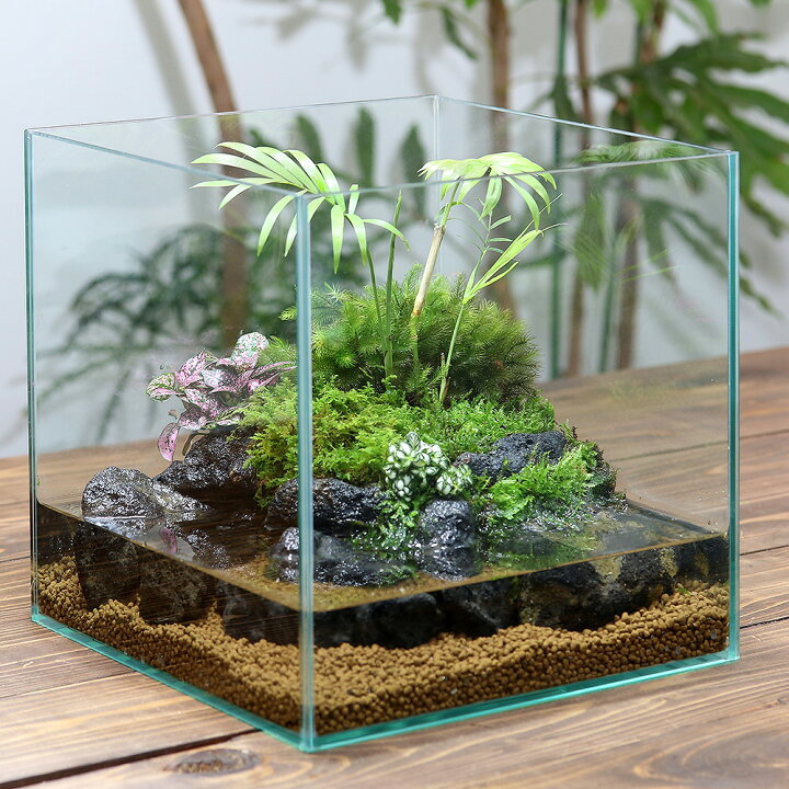 楽天市場 観葉植物 カニリウム ドワーフクラブの楽園 本州四国限定 お一人様2点限り Charm 楽天市場店 楽天市場 観葉植物 カニリウム ドワーフクラブの楽園 本州四国限定 お一人様2点限り Charm 楽天市場店