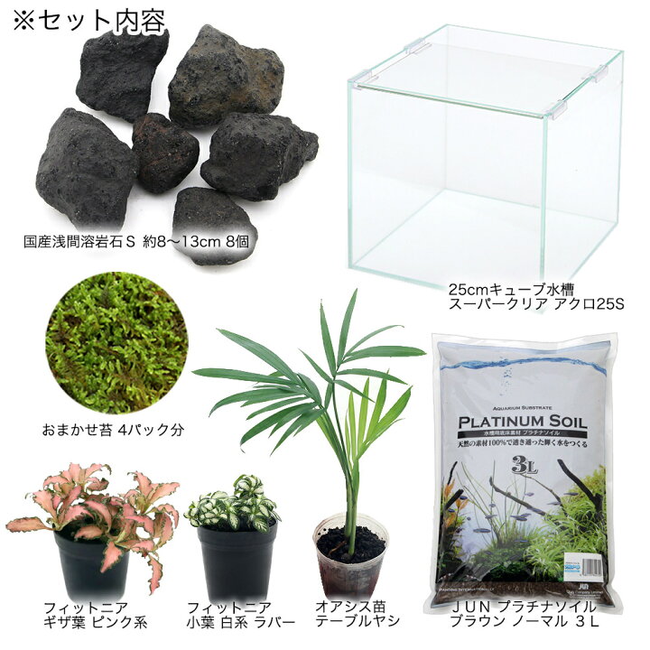 楽天市場 観葉植物 カニリウム ドワーフクラブの楽園 お一人様２点限り 沖縄別途送料 Charm 楽天市場店