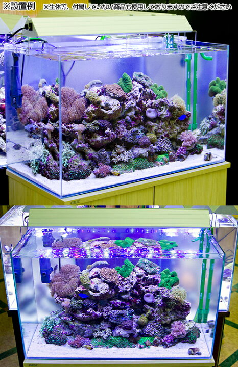 楽天市場 海水魚 ６０ｃｍ水槽セット サンゴ簡易育成コンプリート 海水アクアリウム 水槽 他１１点 プロ推奨セット ５０ｈｚ東日本用 本州四国限定 Charm 楽天市場店
