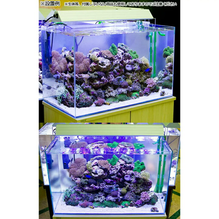 楽天市場 海水魚 ６０ｃｍ水槽セット サンゴ簡易育成フルコンプリート 海水アクアリウム 水槽 他１３点 プロ推奨セット ５０ｈｚ東日本用 本州四国限定 Charm 楽天市場店