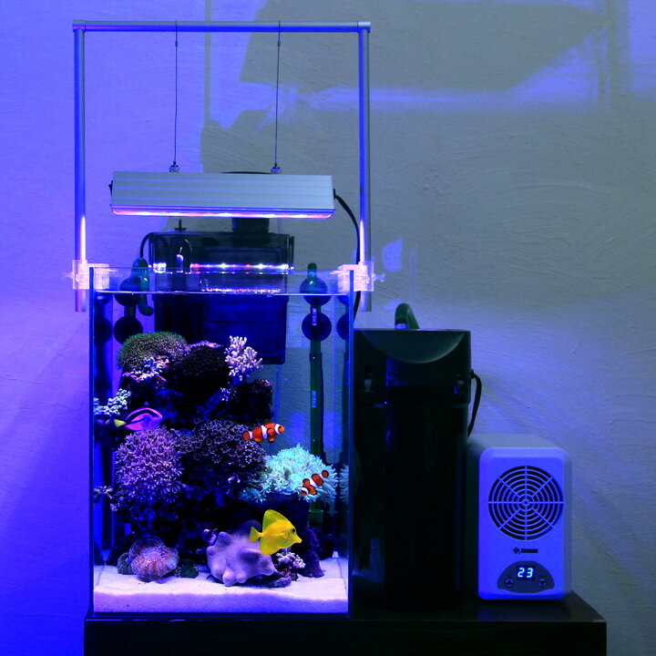 楽天市場】（海水魚）30H海水水槽セット 海水魚・サンゴ飼育  