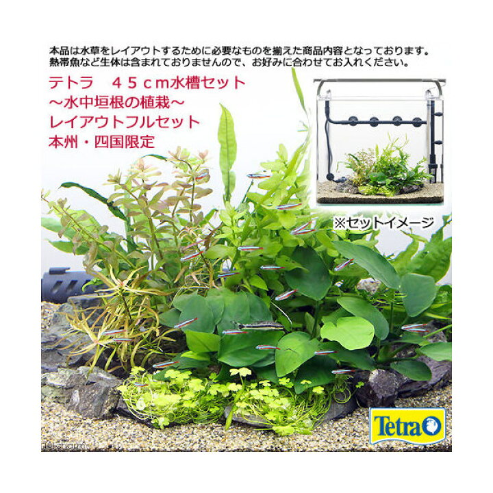 楽天市場 水草 テトラ ４５ｃｍ水槽セット 水中垣根の植栽 レイアウトフルセット 水上葉 本州四国限定 Charm 楽天市場店