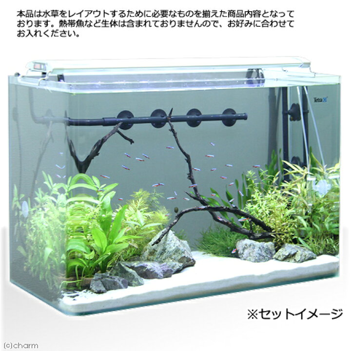 楽天市場 水草 テトラ ６０ｃｍ水槽セット 岩肌の水中林道 レイアウトフルセット 本州四国限定 Charm 楽天市場店