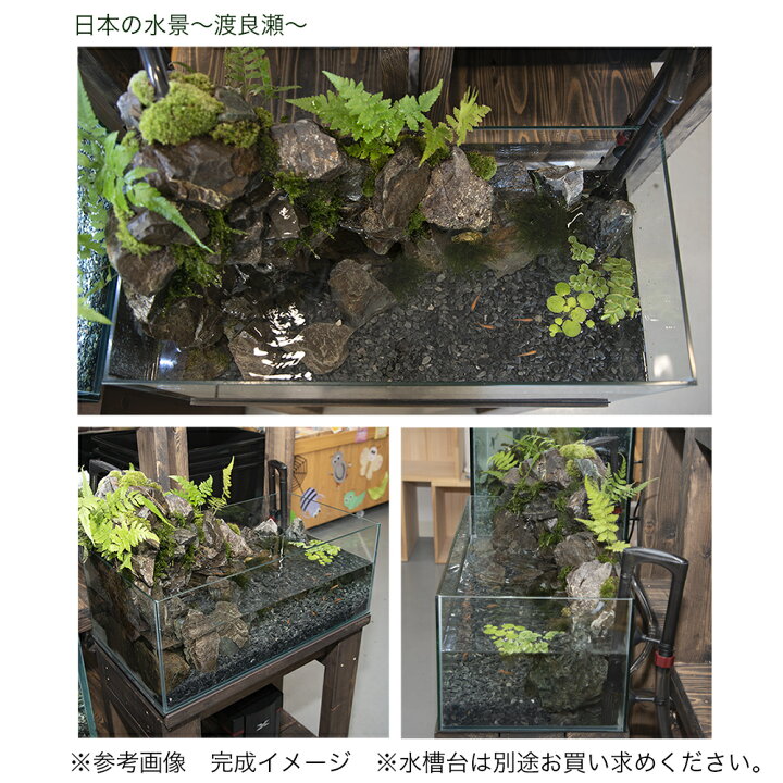 楽天市場 観葉植物 日本の水景 渡良瀬 岩組と滝とめだか ６０ｃｍｌｏｗレイアウト水槽セット お一人様１点限り 沖縄別途送料 Charm 楽天市場店