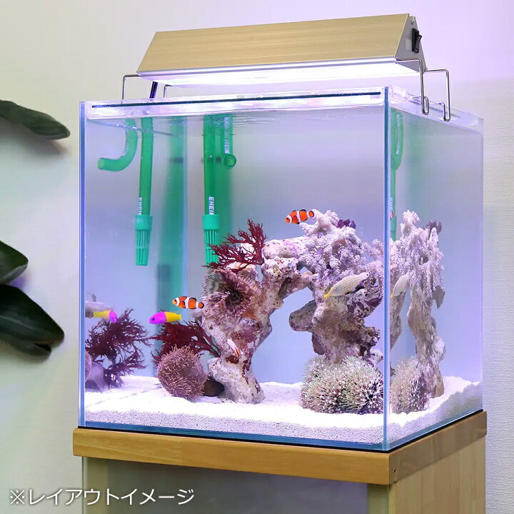 楽天市場 海水魚 海水魚飼育セット チャームオリジナル アクロ３００セット ｔｅｇａｒｕあり 本州四国限定 Charm 楽天市場店