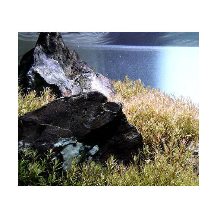 楽天市場 水草 ６０ｃｍ水槽用 ロタラｓｐ ワイナード 水上葉 無農薬 １００本 風山石 草原セット 本州四国限定 Charm 楽天市場店
