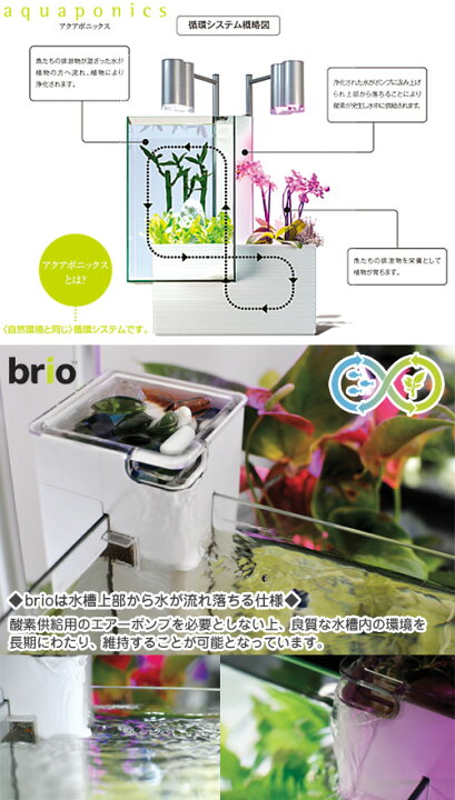 ネットワーク全体の最低価格に挑戦 マリンアラモードbrio ブリオ 水槽 35 50Hz仕様 黒 brio(ブリオ) 水槽 35 60Hz仕様 白