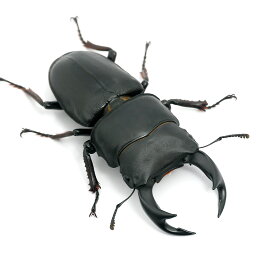 （昆虫）国産オオクワガタ　産地累代数不明　成虫　55〜59mm（1ペア）　北海道・九州航空便要保温